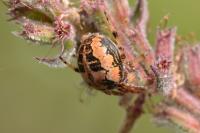 Larinioides