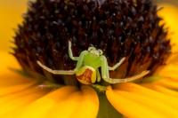 Ebrechtella tricuspidata