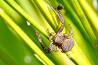 Xysticus