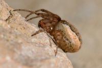 Zygiella x-notata