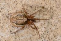 Zygiella x-notata