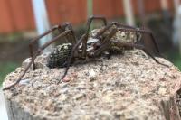 Eratigena