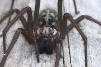 Eratigena