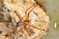 Metellina segmentata