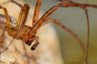 Metellina segmentata