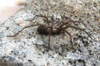 Eratigena