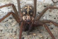 Eratigena