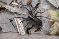 Pardosa