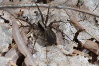Pardosa
