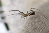 Neriene radiata