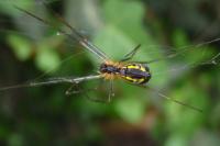 Neriene radiata