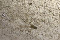 Pholcus