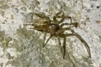 Zygiella x-notata