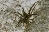Zygiella x-notata