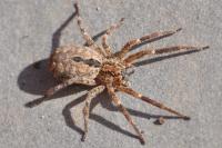 Zoropsis spinimana