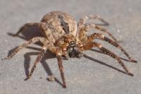 Zoropsis spinimana