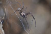 Eratigena