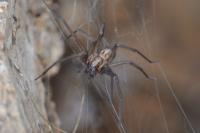 Eratigena