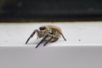 Carrhotus xanthogramma