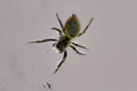 Carrhotus xanthogramma