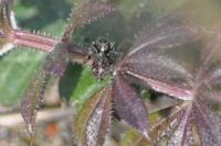 Pseudeuophrys erratica