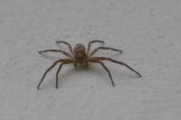 Philodromus