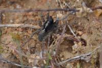 Pardosa