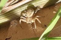 Xysticus