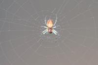Araniella