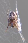Larinioides cornutus
