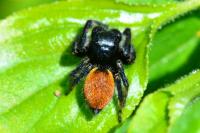 Carrhotus xanthogramma