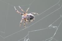 Larinioides cornutus