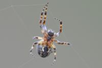 Larinioides cornutus
