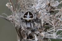 Agalenatea redii