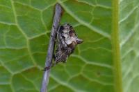 Gibbaranea bituberculata