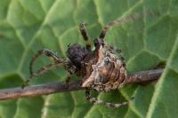 Gibbaranea bituberculata