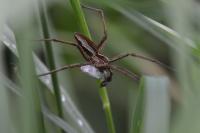 Pisaura mirabilis