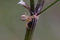 Xysticus