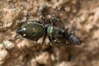 Heliophanus tribulosus