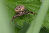 Xysticus