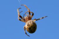 Larinioides cornutus