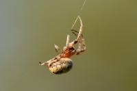 Larinioides cornutus