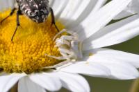 Thomisus onustus