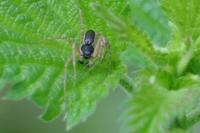 Philodromus dispar