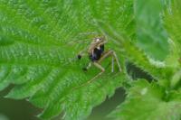 Philodromus dispar