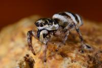 Salticus scenicus
