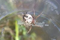 Larinioides cornutus