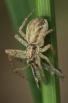 Philodromus dispar