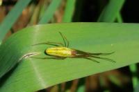 Tetragnatha