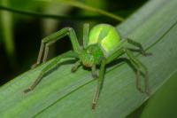 Micrommata virescens